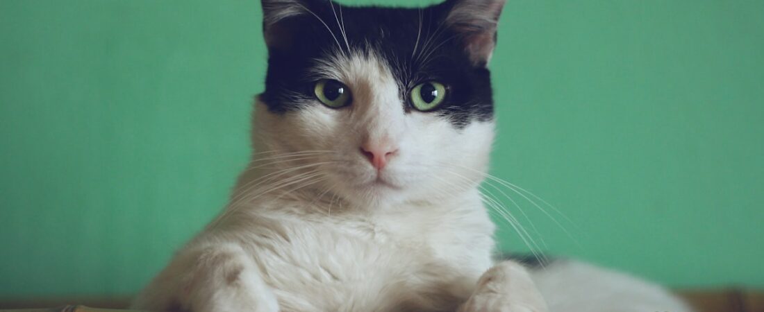Pourquoi votre chat ronronne : ce que dit vraiment la science