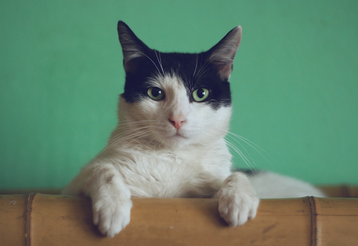 Pourquoi votre chat ronronne : ce que dit vraiment la science