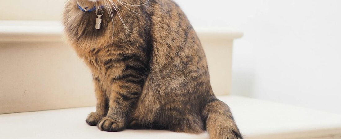 Âge du chat en années humaines : le calculateur (méthode vétérinaire)