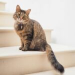 Âge du chat en années humaines : le calculateur (méthode vétérinaire) Âge du chat en années humaines : le calculateur (méthode vétérinaire)