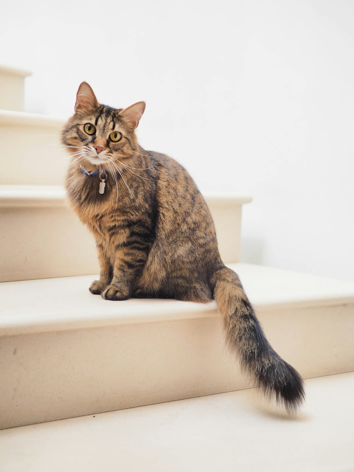 Âge du chat en années humaines : le calculateur (méthode vétérinaire) Âge du chat en années humaines : le calculateur (méthode vétérinaire)