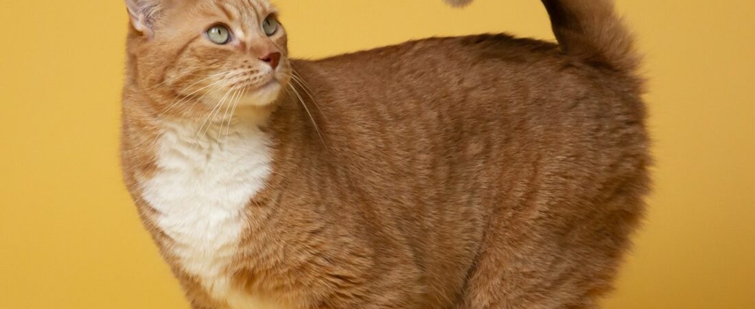 Générateur de noms de chat : trouve le nom parfait (mâle, femelle, original) Générateur de noms de chat : trouve le nom parfait (mâle, femelle, original)