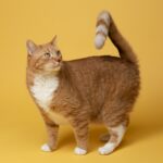 Générateur de noms de chat : trouve le nom parfait (mâle, femelle, original) Générateur de noms de chat : trouve le nom parfait (mâle, femelle, original)