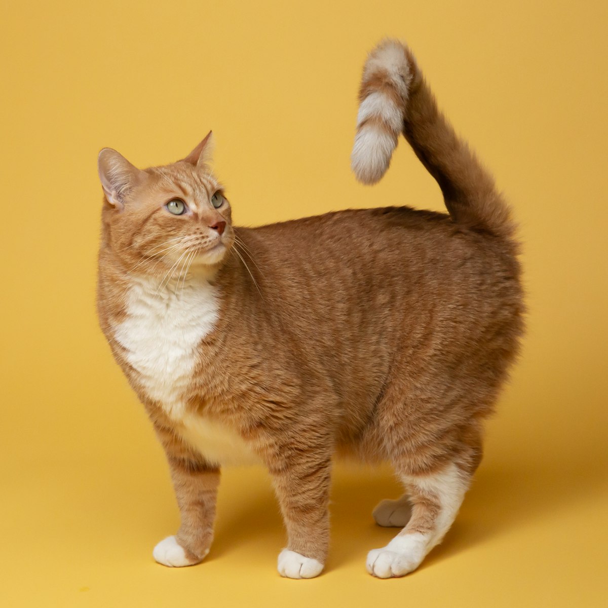 Générateur de noms de chat : trouve le nom parfait (mâle, femelle, original) Générateur de noms de chat : trouve le nom parfait (mâle, femelle, original)