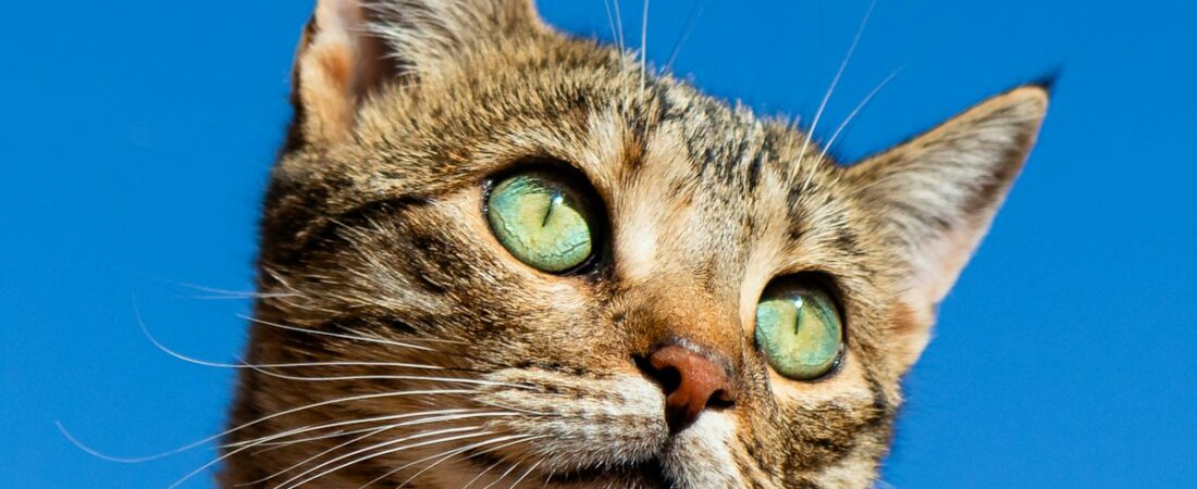 Décodeur du langage du chat : comprends enfin ce qu’il te dit Décodeur du langage du chat : comprends enfin ce qu’il te dit