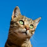 Décodeur du langage du chat : comprends enfin ce qu’il te dit Décodeur du langage du chat : comprends enfin ce qu’il te dit
