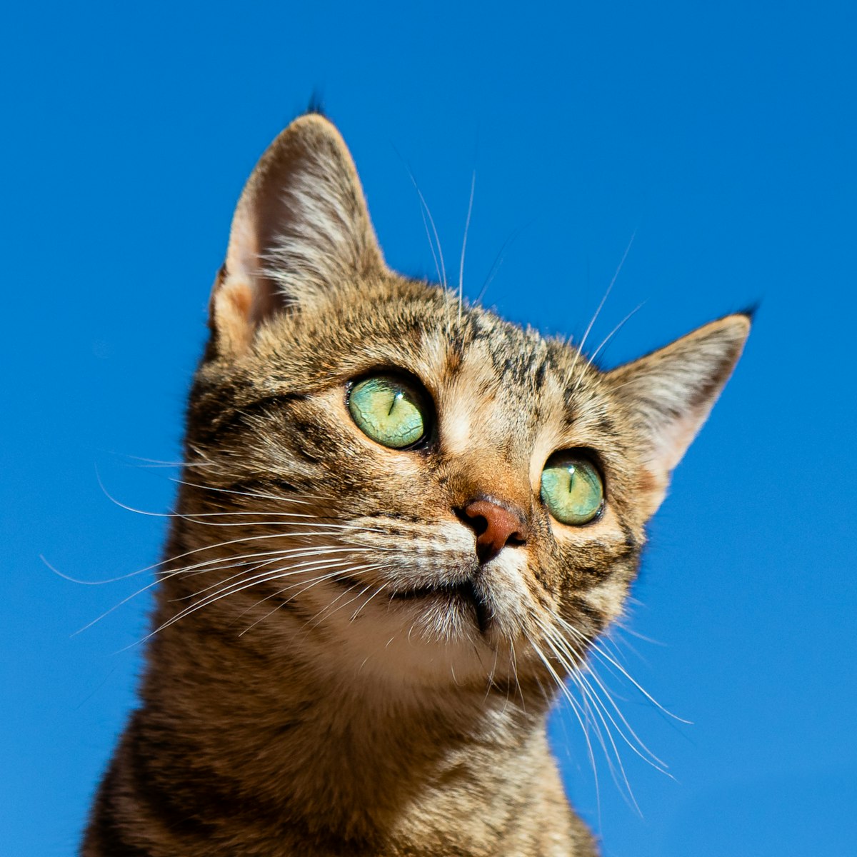 Décodeur du langage du chat : comprends enfin ce qu’il te dit Décodeur du langage du chat : comprends enfin ce qu’il te dit