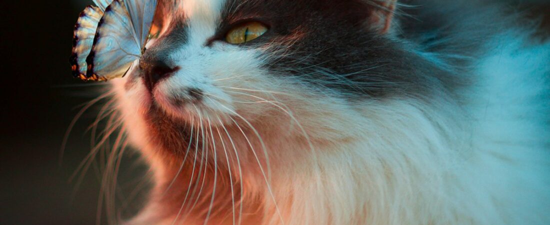 Nos outils gratuits pour ton chat Nos outils gratuits pour ton chat
