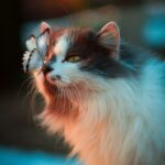 Nos outils gratuits pour ton chat Nos outils gratuits pour ton chat