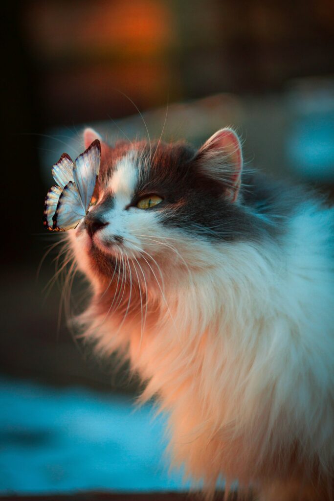 Nos outils gratuits pour ton chat