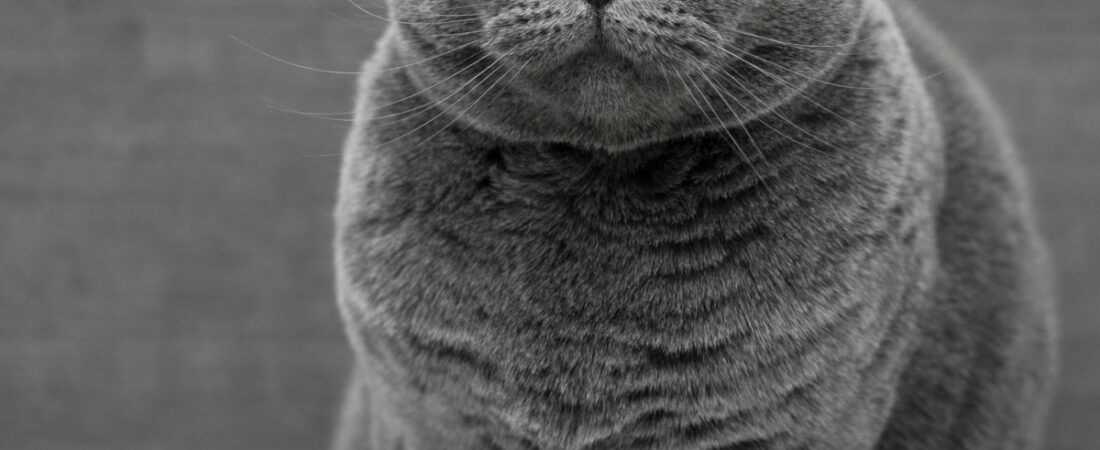 Chat senior : 7 signes qu&rsquo;il vieillit (et comment l&rsquo;aider)