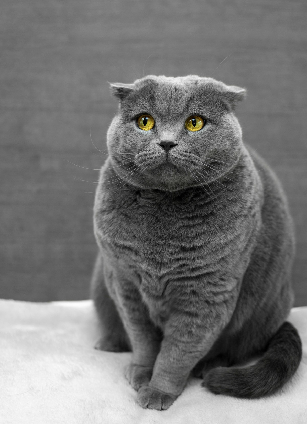 Chat senior : 7 signes qu’il vieillit (et comment l’aider) Chat senior : 7 signes qu’il vieillit (et comment l’aider)
