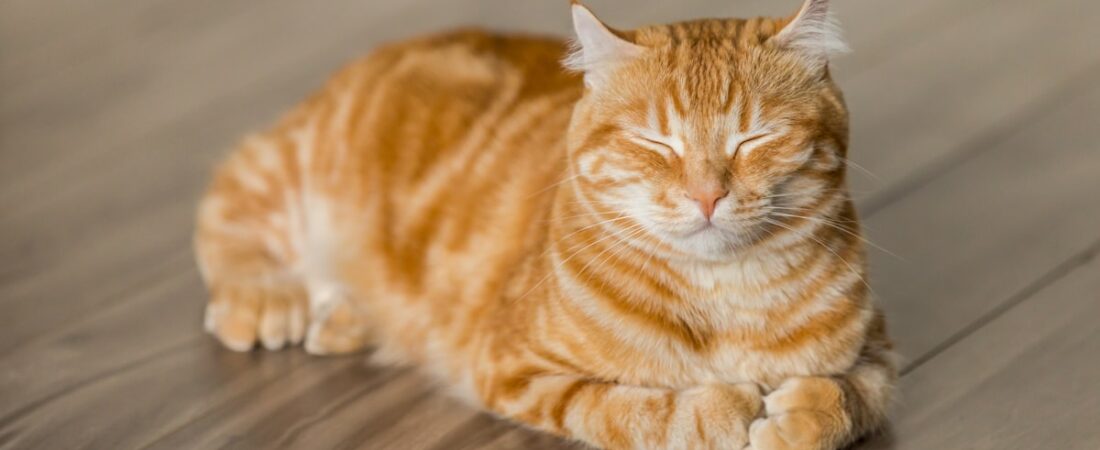 Litière du chat : 7 erreurs qui le font faire à côté
