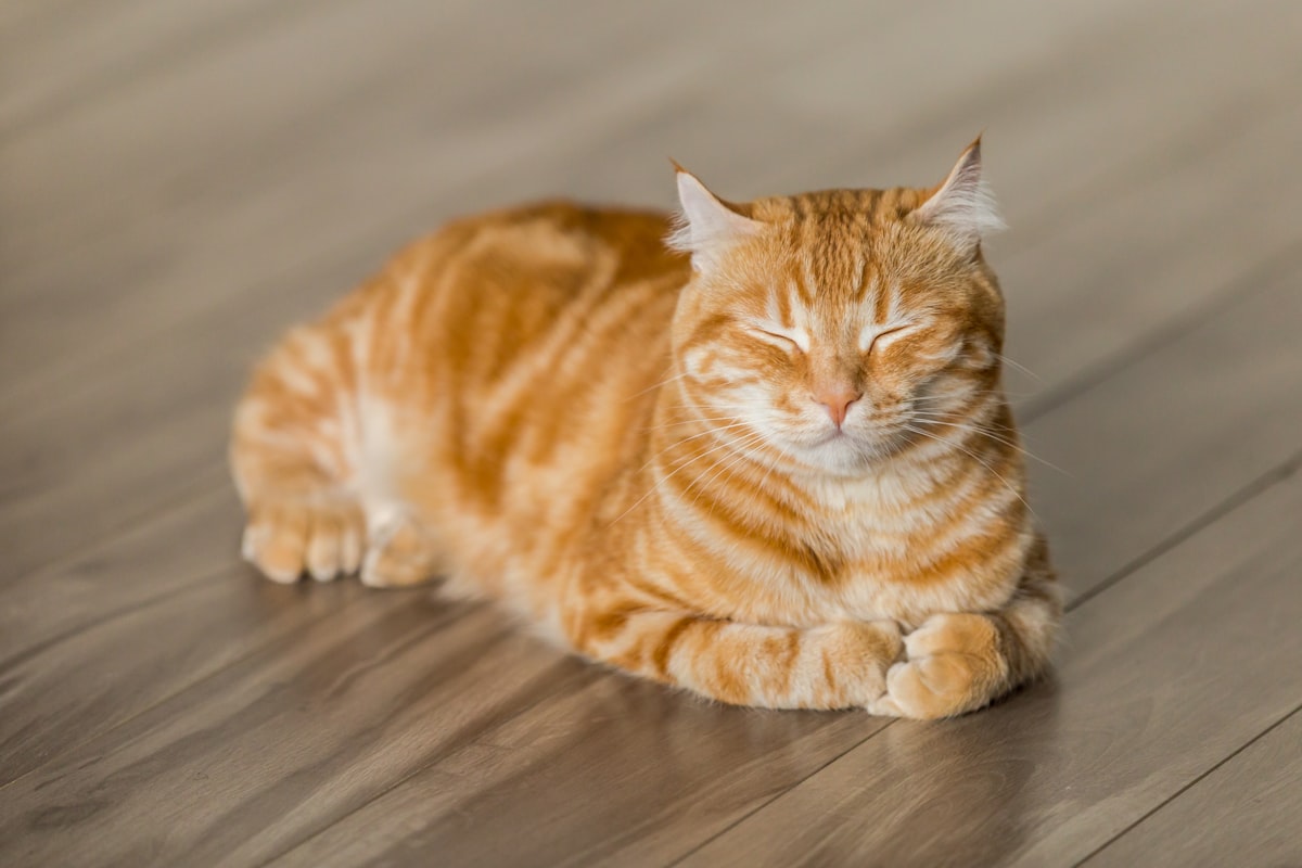 Litière du chat : 7 erreurs qui le font faire à côté Litière du chat : 7 erreurs qui le font faire à côté